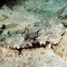 crocodilefish_flathead_nus_h_0705_png1742.jpg